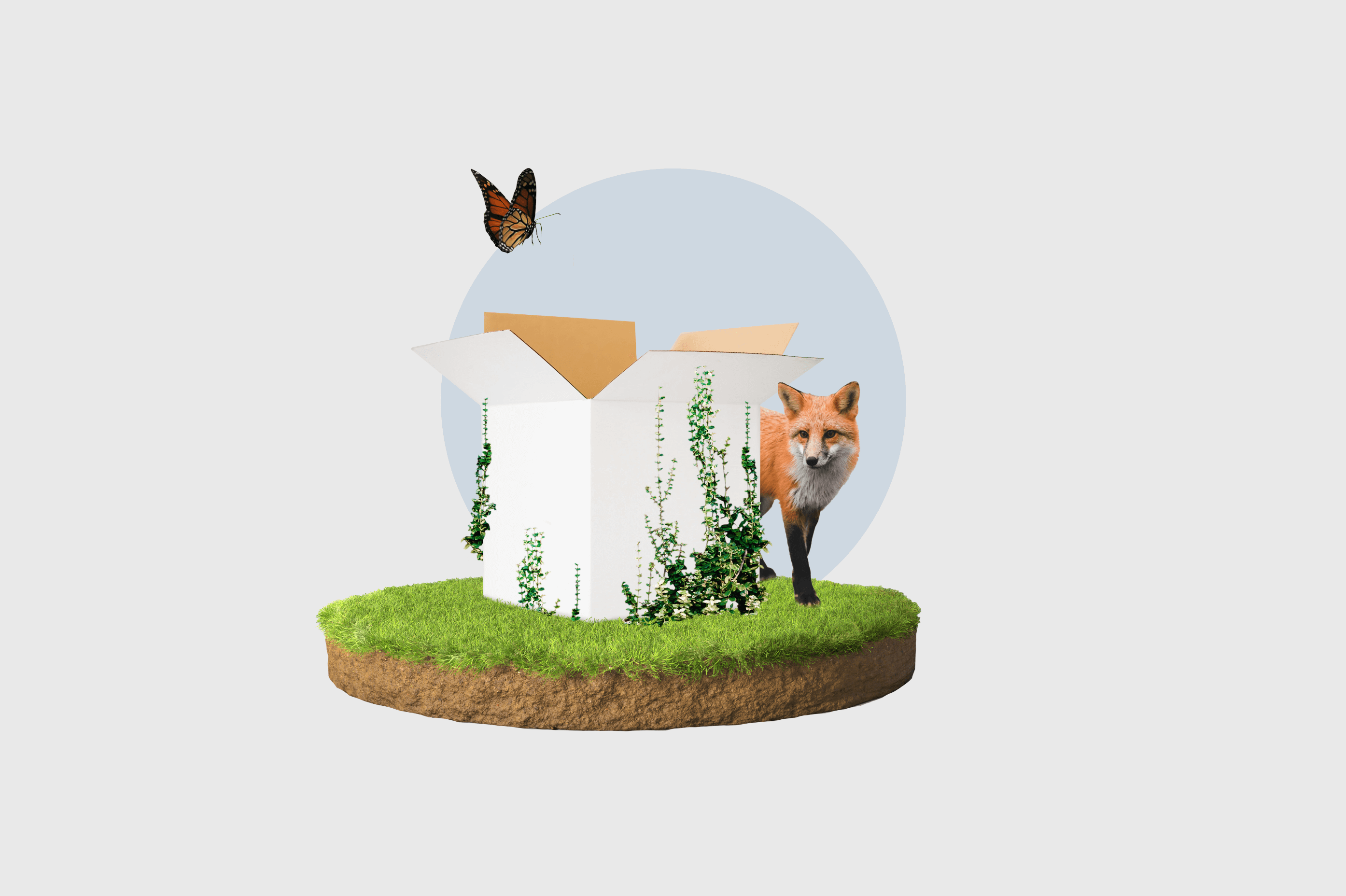 Fox and rubbish